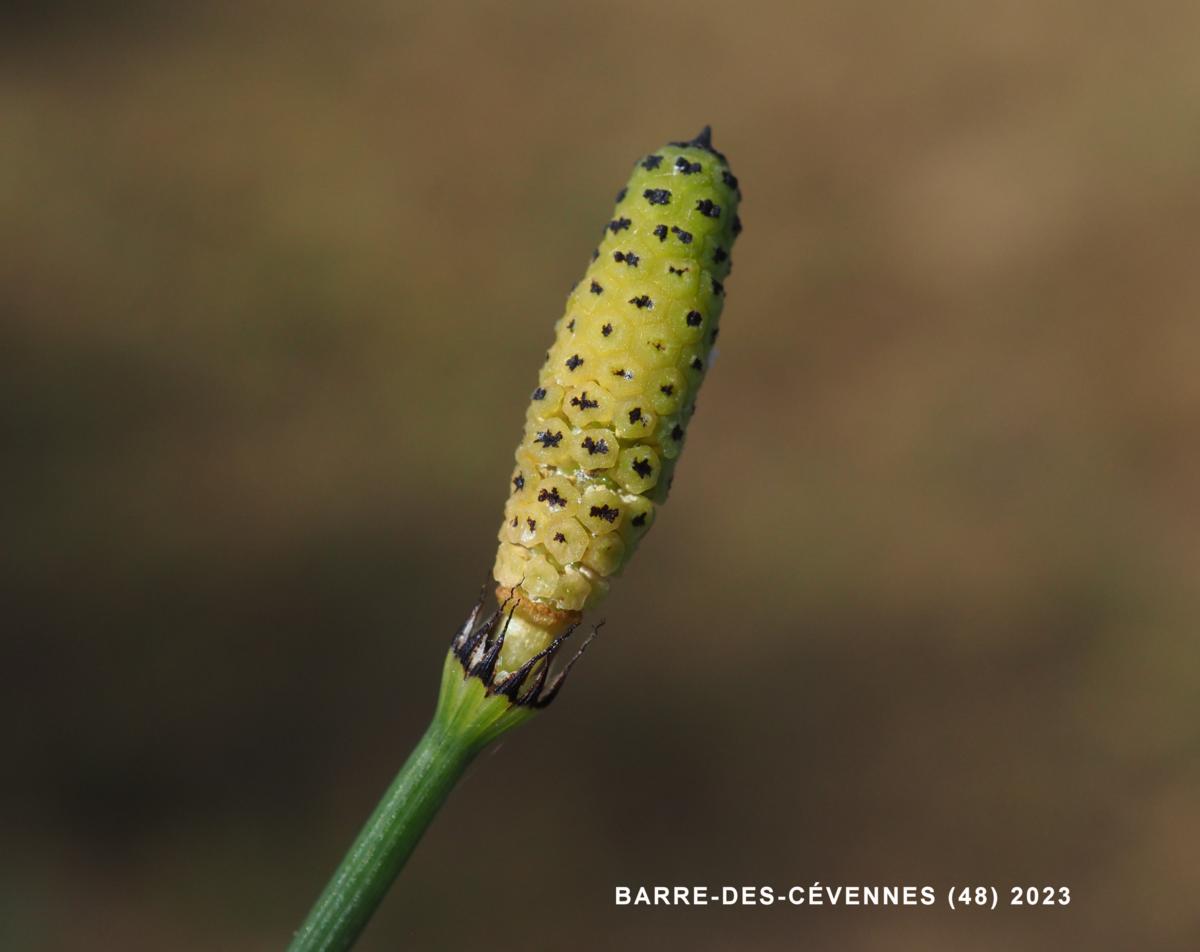 Horsetail, of Moore flower